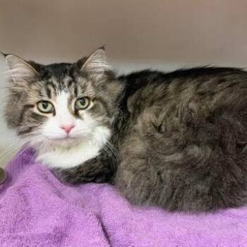 Petco Jax -  Domestic Long Hair and Tiger Cat for Adoption in Batavia, New York - Petco Jax | PetCurious