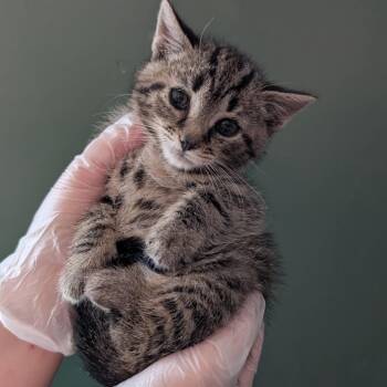 Tucker -  Domestic Short Hair Cat for Adoption in Johnstown, Pennsylvania - Tucker | PetCurious