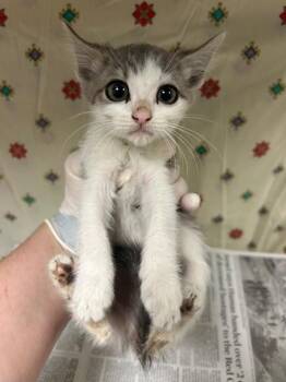 MINA -  Domestic Short Hair Cat for Adoption in Riverside, California - MINA | PetCurious