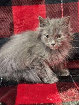 Domestic Long Hair Cats Available for Adoption - Dash | PetCurious