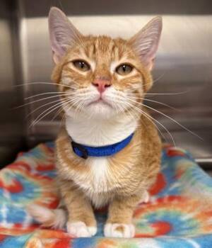 Peanut -  Domestic Short Hair Cat for Adoption in Neosho, Missouri - Peanut | PetCurious