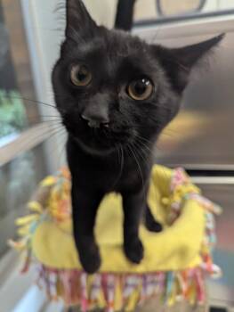 Domestic Short Hair Cats Available for Adoption - SHADE | PetCurious