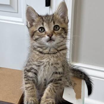 Domestic Short Hair Cats Available for Adoption in Knoxville, Tennessee - Jack | PetCurious