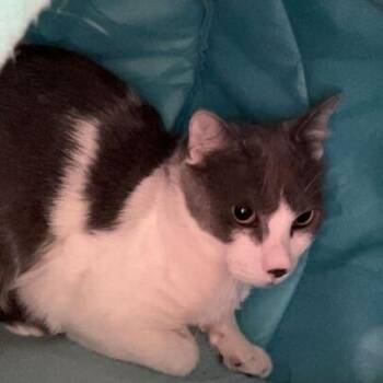 Domestic Short Hair Cats Available for Adoption in Denver, Colorado - Snowball Houston | PetCurious