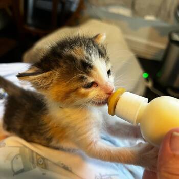 Domestic Short Hair Cats Available for Adoption in Houston, Texas - Suki | PetCurious