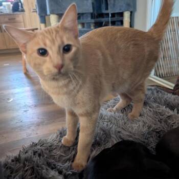 Domestic Short Hair Cats Available for Adoption - Tango | PetCurious
