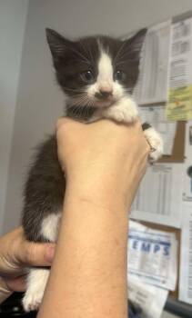 Rescue Domestic Short Hair Cats for Adoption in Bolivar, Missouri - Irma | PetCurious