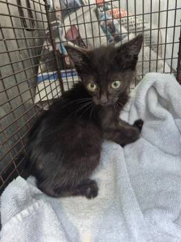 CUBE -  Domestic Short Hair Cat for Adoption in San Antonio, Texas - CUBE | PetCurious