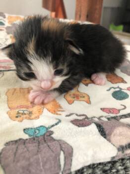 Peony -  Domestic Medium Hair Cat for Adoption in San Francisco, California - Peony | PetCurious