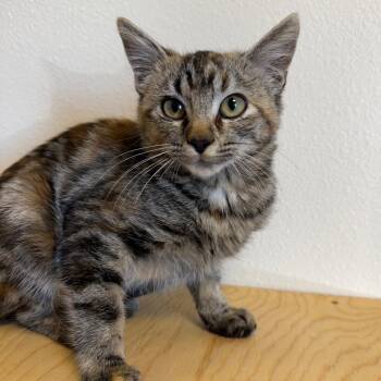 Wifi -  Domestic Short Hair Cat for Adoption in Cody, Wyoming - Wifi | PetCurious