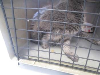 ROSIE MAE -  Domestic Short Hair Cat for Adoption in Ocala, Florida - ROSIE MAE | PetCurious