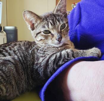 Domestic Short Hair Cats Available for Adoption - Fuzzy Peach | PetCurious