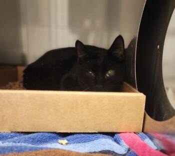 Domestic Short Hair Cats Available for Adoption - Milton | PetCurious