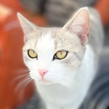 Tabby and Domestic Short Hair Cats Available for Adoption in Harrisburg, Pennsylvania - Carley | PetCurious