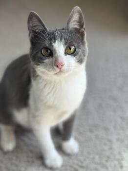 Rescue Domestic Short Hair Cats for Adoption in Jackson, Mississippi - Livi | PetCurious