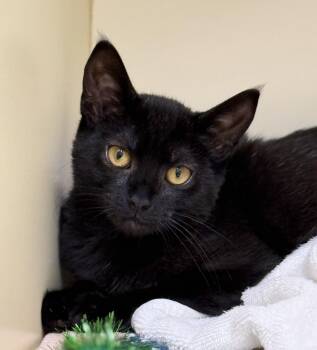 Brynlee -  Domestic Short Hair Cat for Adoption in Pawleys Island, South Carolina - Brynlee | PetCurious