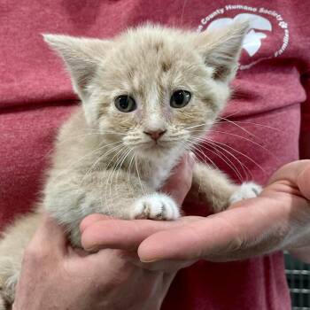 Margie -  Domestic Short Hair Cat for Adoption in Fairmont, West Virginia - Margie | PetCurious