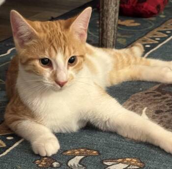 Jeremy -  Domestic Short Hair Cat for Adoption in Cranford, New Jersey - Jeremy | PetCurious