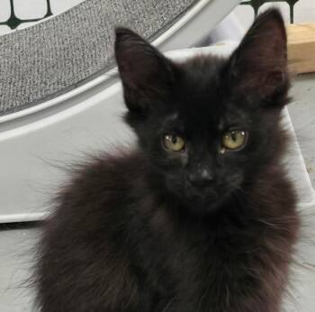 Domestic Medium Hair Cats Available for Adoption in Las Cruces, New Mexico - Isela | PetCurious