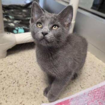 Popsicle -  Domestic Short Hair Cat for Adoption in Oshkosh, Wisconsin - Popsicle | PetCurious