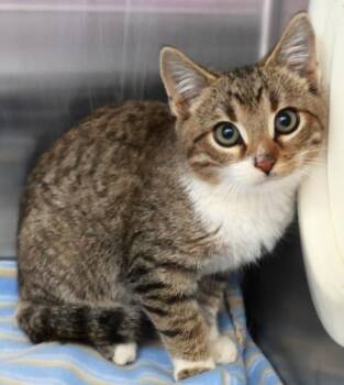 Zinc -  Domestic Short Hair Cat for Adoption in Thief River Falls, Minnesota - Zinc | PetCurious
