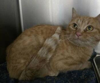 Domestic Short Hair Cats Available for Adoption - Zelda | PetCurious