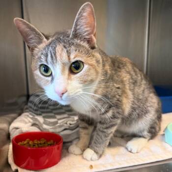 Domestic Short Hair Cats Available for Adoption in Concord, New Hampshire - Caterpillar | PetCurious