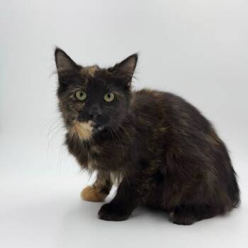 Domestic Long Hair Cats Available for Adoption - Wigeon | PetCurious