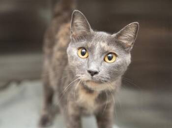MISS KITTY -  Domestic Short Hair Cat for Adoption in Phoenix, Arizona - MISS KITTY | PetCurious