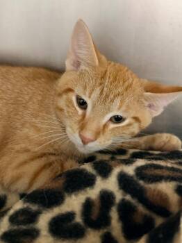 Cory -  Domestic Short Hair Cat for Adoption in Cincinnati, Ohio - Cory | PetCurious