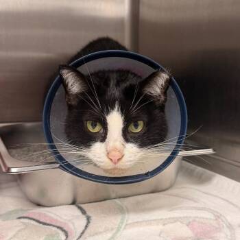 Domestic Short Hair Cats Available for Adoption in Indianapolis, Indiana - Stephanie | PetCurious