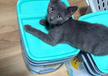 Church -  Domestic Short Hair Cat for Adoption in Bendersville, Pennsylvania - Church | PetCurious