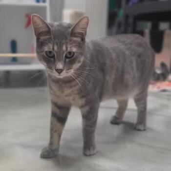 Lenny -  Domestic Short Hair Cat for Adoption in Kennett Square, Pennsylvania - Lenny | PetCurious