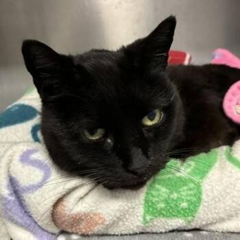 Domestic Short Hair Cats Available for Adoption in Stanhope, New Jersey - Queenie | PetCurious