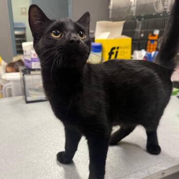 Agave -  Domestic Short Hair Cat for Adoption in Spokane, Washington - Agave | PetCurious