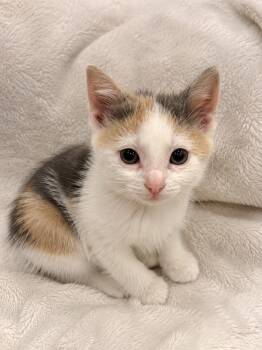Cindy Crawford -  Domestic Short Hair and Calico Cat for Adoption in Homer Glen, Illinois - Cindy Crawford | PetCurious