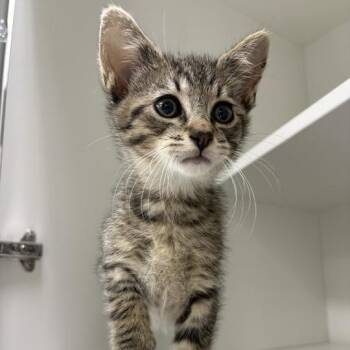 Cosmo -  Domestic Short Hair Cat for Adoption in Jackson, Michigan - Cosmo | PetCurious