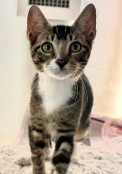 Chai 1082-26 -  Domestic Short Hair Cat for Adoption in Cumming, Georgia - Chai 1082-26 | PetCurious