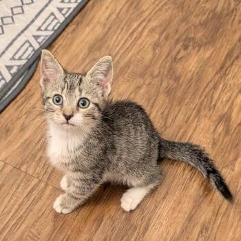On Another Level -  Domestic Short Hair Cat for Adoption in Fredericksburg, Virginia - On Another Level | PetCurious