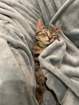 Domestic Short Hair Cats Available for Adoption - Kaetlyn Paws-mond | PetCurious