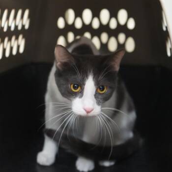 Yzma -  Domestic Short Hair Cat for Adoption in Coachella, California - Yzma | PetCurious