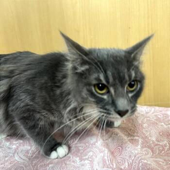 Cinder-Ella -  Domestic Medium Hair Cat for Adoption in Brentwood, Missouri - Cinder-Ella | PetCurious
