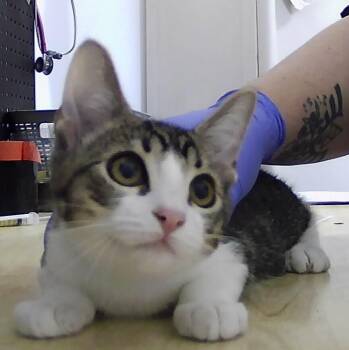 Merrick -  Domestic Short Hair Cat for Adoption in Dayton, Minnesota - Merrick | PetCurious