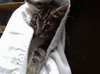VOGUE -  Domestic Medium Hair Cat for Adoption in Albuquerque, New Mexico - VOGUE | PetCurious