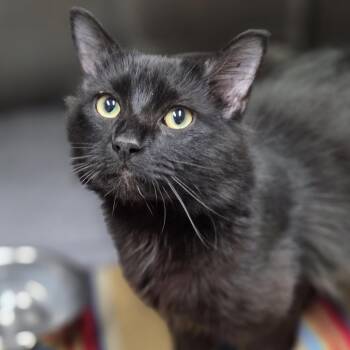 Domestic Medium Hair Cats Available for Adoption in Pittsford, Vermont - Heath | PetCurious
