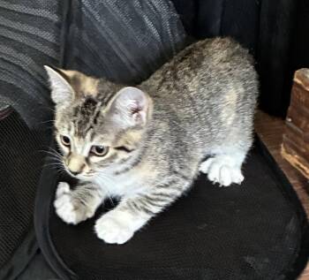 Freya -  Tabby and Domestic Short Hair Cat for Adoption in Buford, Georgia - Freya | PetCurious