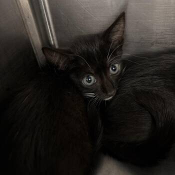 Jan -  Domestic Short Hair Cat for Adoption in Port Charlotte, Florida - Jan | PetCurious