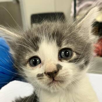 Coupon -  Domestic Medium Hair Cat for Adoption in Las Cruces, New Mexico - Coupon | PetCurious
