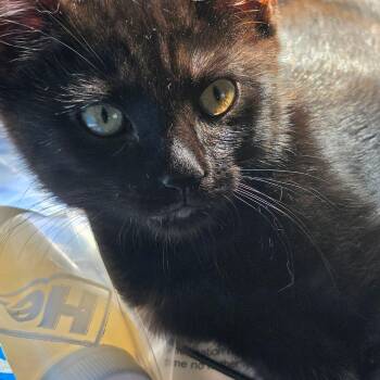 Bo -  Domestic Short Hair Cat for Adoption in Canton, Massachusetts - Bo | PetCurious
