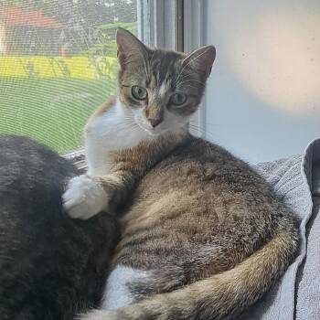 Karma 1 yr -  Tabby Cat for Adoption in London, Ontario - Karma 1 Yr | PetCurious
